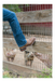 LODI LEATHER BOOT